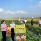 Hội Nông dân xã Dân Quyền cùng các đồng chí lãnh đạo xã và BCH chi ủy, chi bộ 1 thăm mô hình trồng ớt của hội viên Hội Nông dân xã